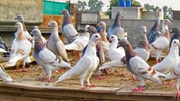 Pigeon racing