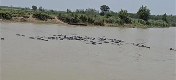 Beas river