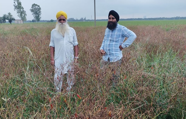 Pepper growing farmer