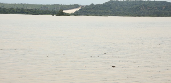 Pong Dam water