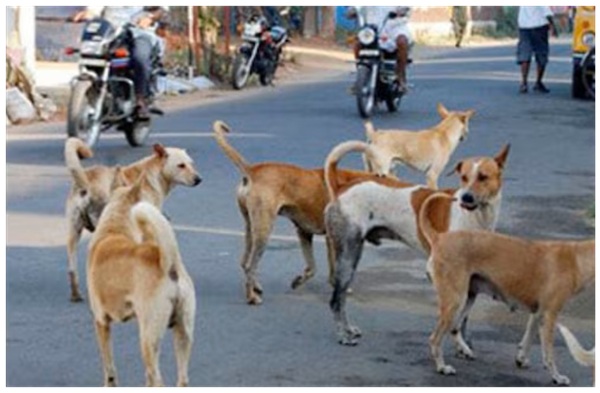 dogs