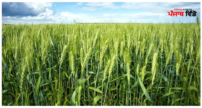 ਕਣਕ ਦੀ ਫ਼ਸਲ