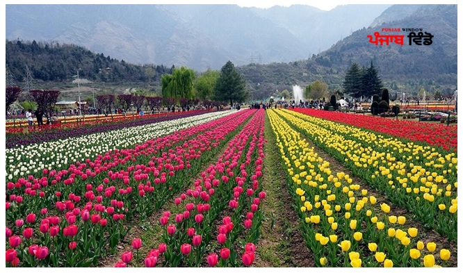 tulip garden